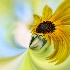 © Trudy L. Smuin PhotoID# 13119279: ~ Sunflower Dreams ~