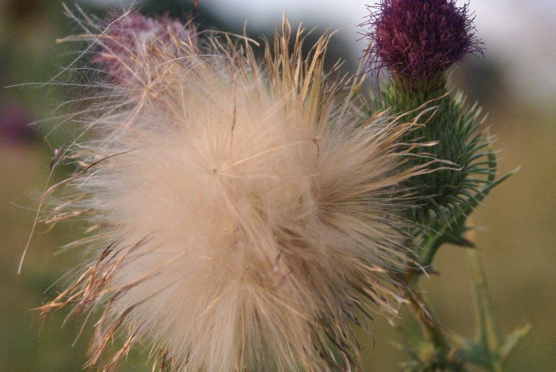dried flower on weed