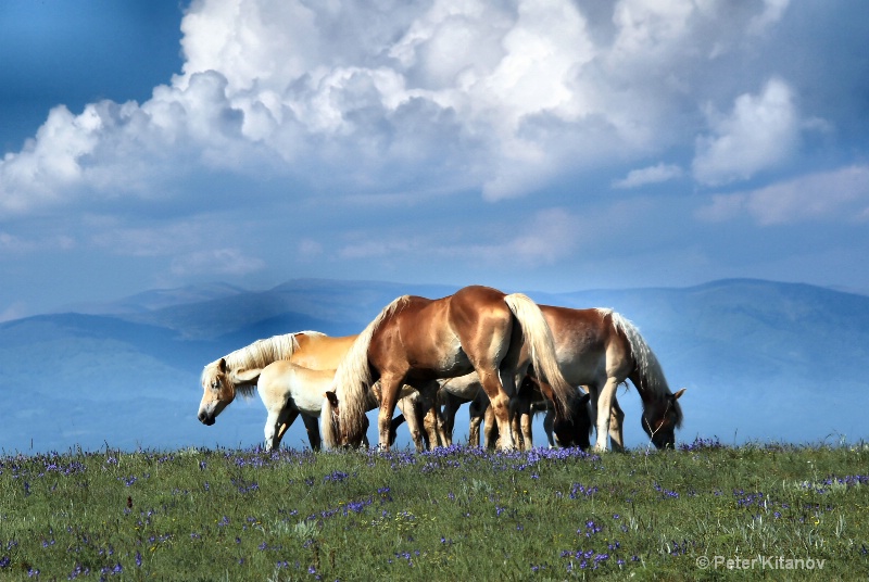 Grazing on Mountain