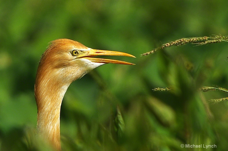 Amasagi: The Cattle Egret of Okinawa