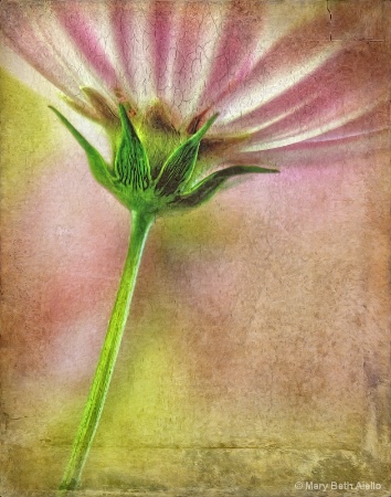 Pink Cosmos