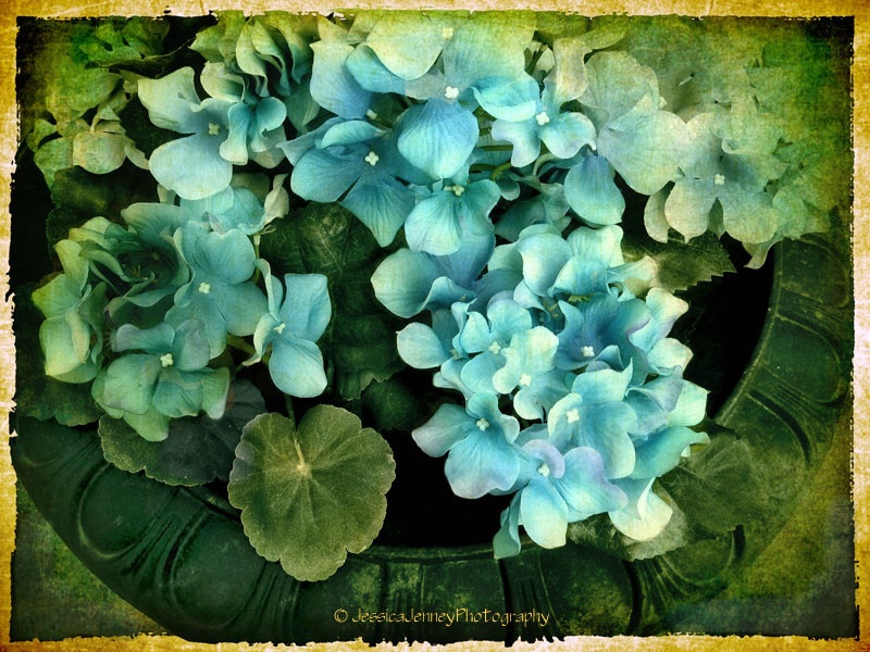 Hydrangea in Blue