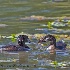 © Leslie J. Morris PhotoID # 13119948: Pied Billed Grebes