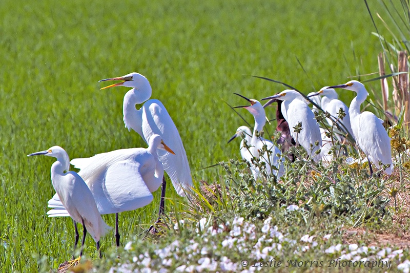 Group of Snowy and Great White Egrets