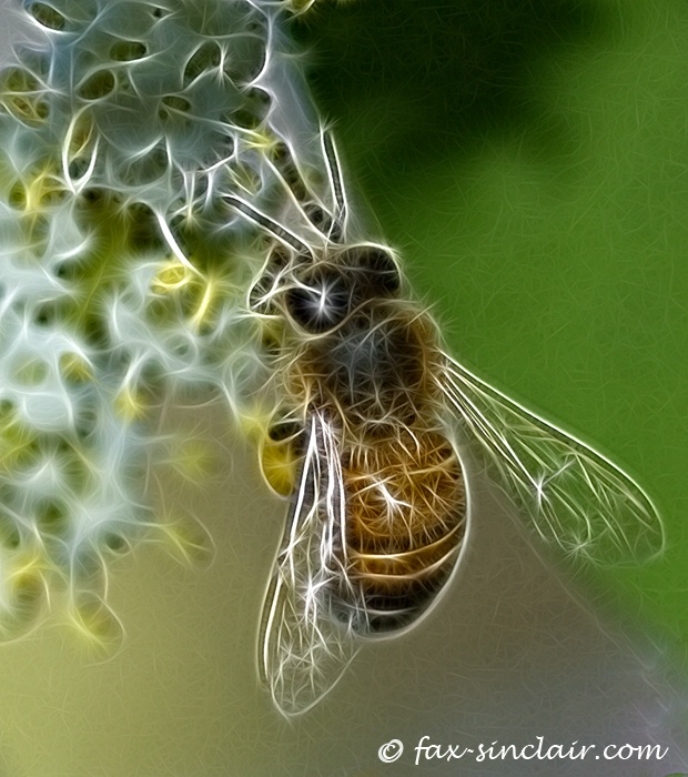 Bee Magic - ID: 13121141 © Fax Sinclair