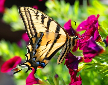 Yellow  Swallowtail