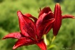 Pure in red