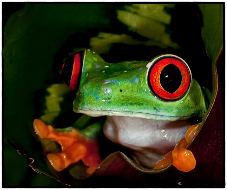 Red Eyed Tree Frog - ID: 13121390 © Gloria Matyszyk