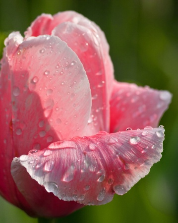 Dewy Tulip