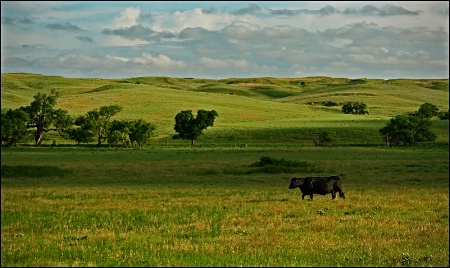 ~ STROLLING ACROSS THE PRAIRIE ~