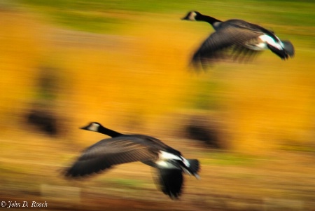 Flying Past the Window!