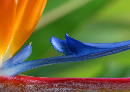 Bird of Paradise 