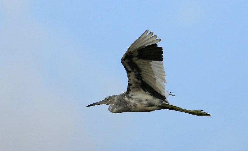 Little Blue Heron In Flight