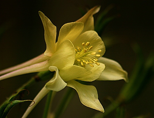 Sweet Columbine