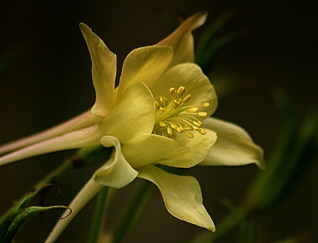 Sweet Columbine