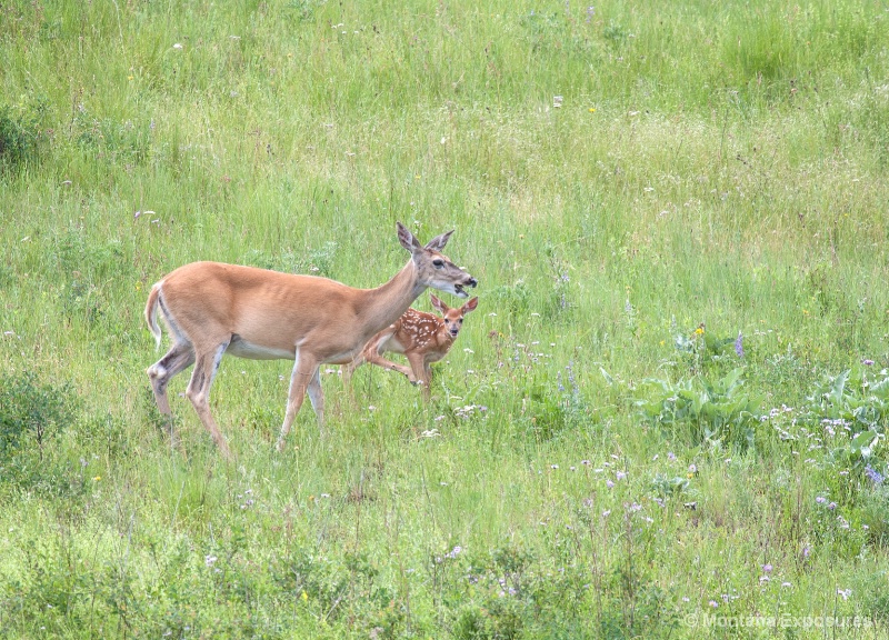 mama and baby deer 2456
