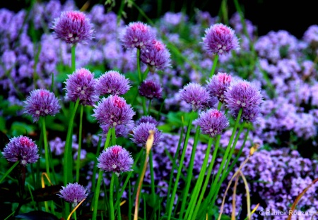 Chives In Thyme