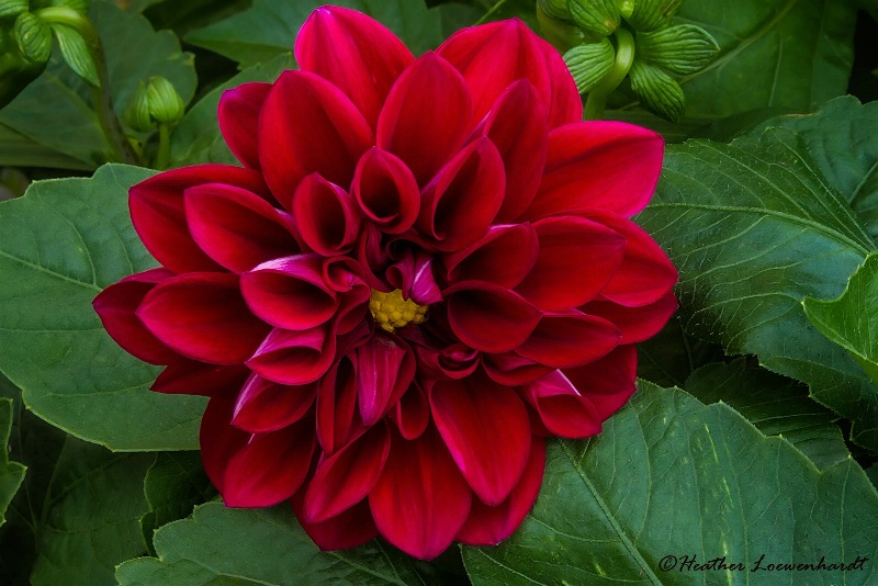 Dahlia Dahling