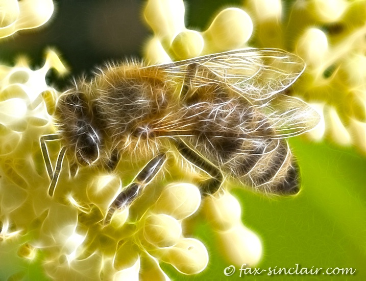 Bee Fractalius 2