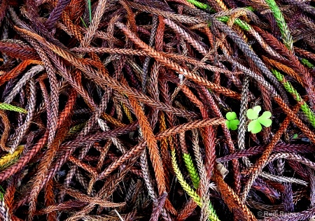 Forest floor, Maui