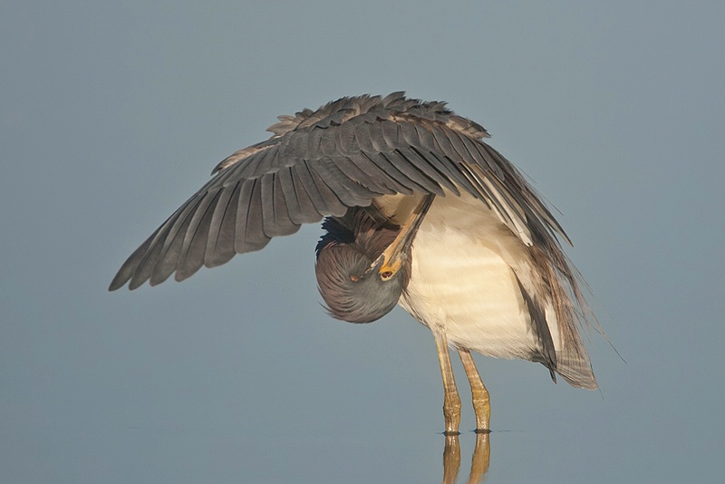 Preening Tricolored Heron