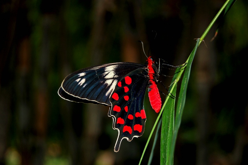Butterfly - ID: 13124452 © VISHVAJIT JUIKAR