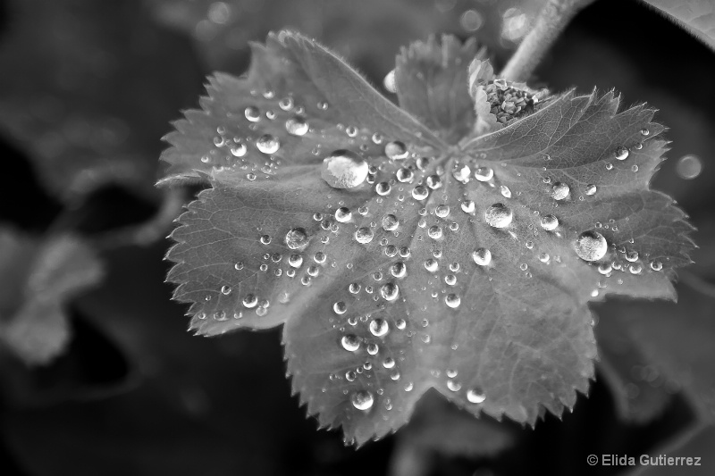  B&W Drops