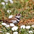 © Leslie J. Morris PhotoID # 13125263: 