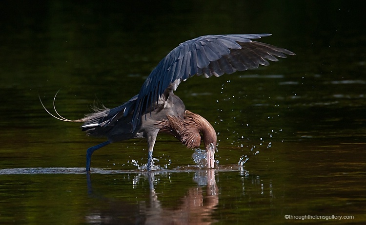 Reddish Egret - ID: 13125396 © Sara And Dick