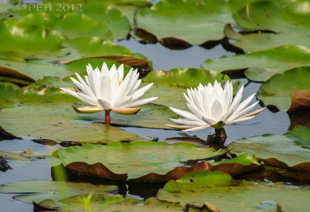 Water Lilies