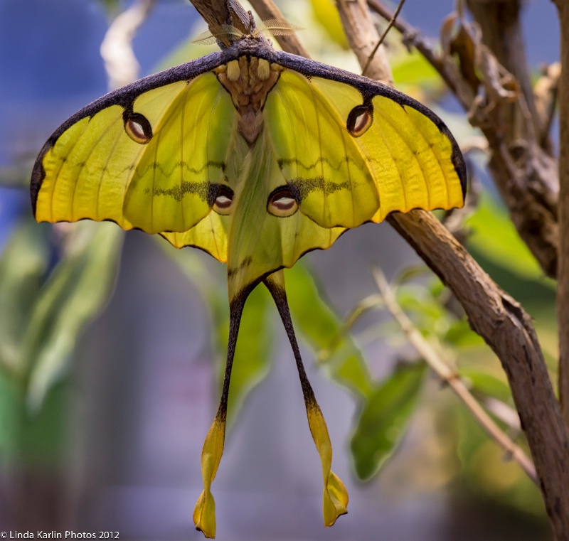 African Moon Moth