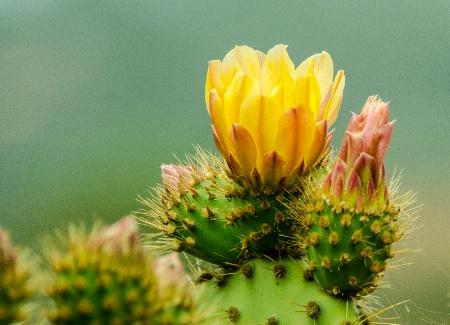 Cactus Blooms