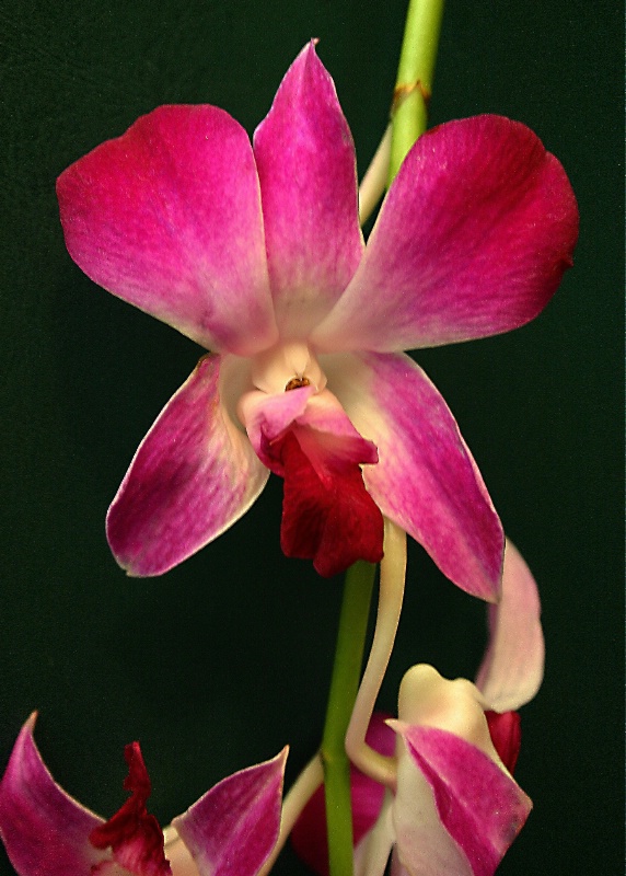 Orchid on Stem