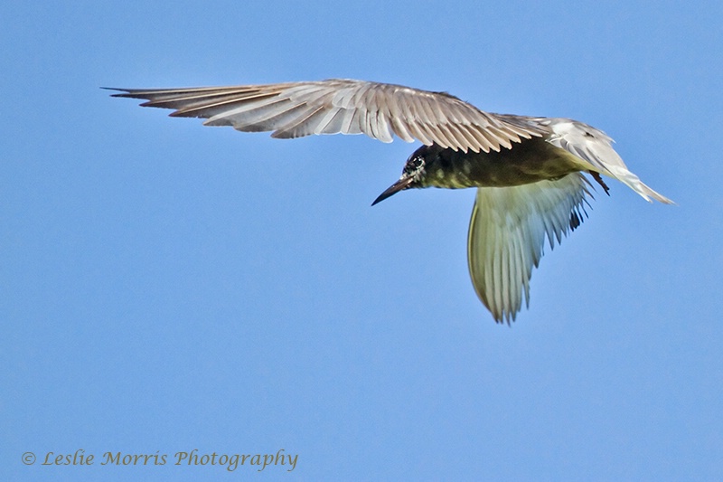 Black Tern - ID: 13126600 © Leslie J. Morris