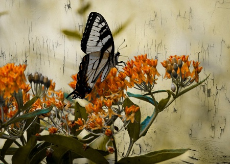 Tiger Swallowtail on Butterfly Weed