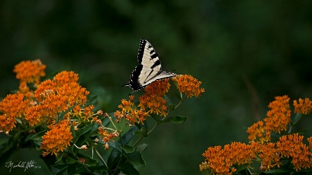 Swallowtail in the Meadow