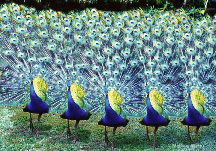 Peacock Brigade