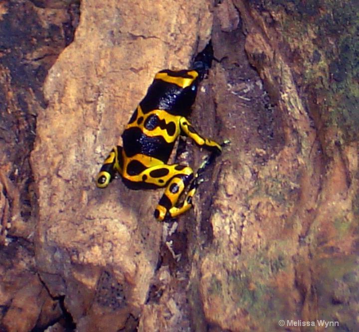 Poison Dart Frog