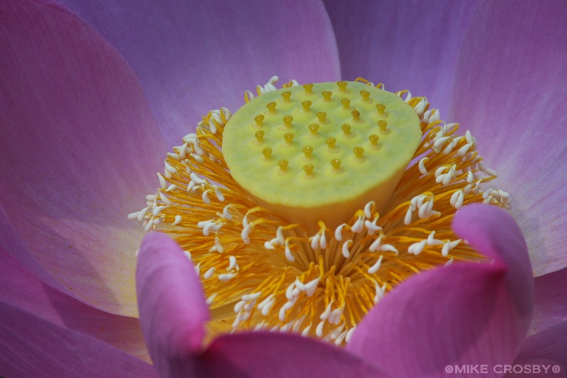 Lotus