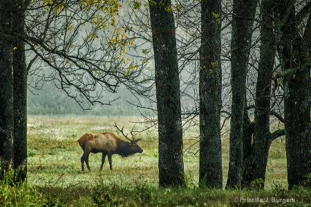 Out of the Fog