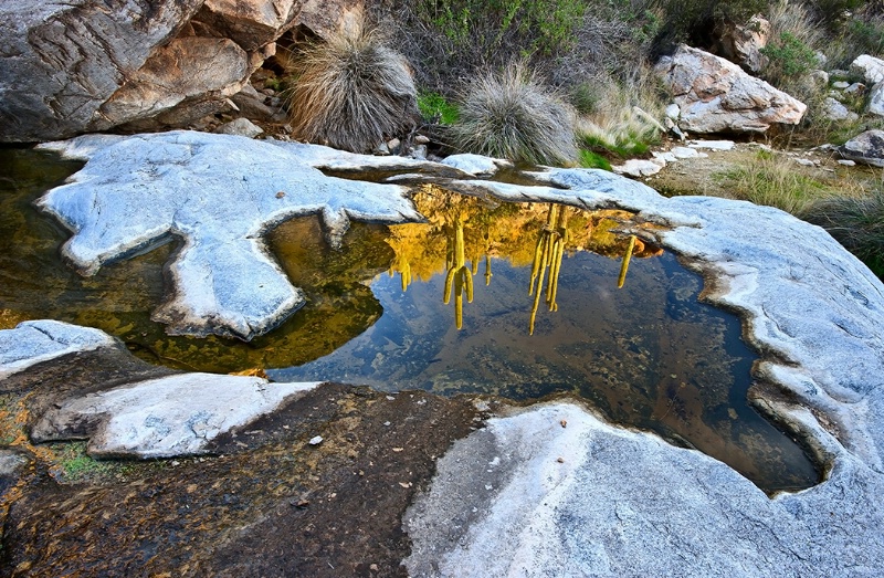 Reflection in the Tank  July 2012 BP FINALIST