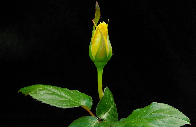     "My beautiful rose"
