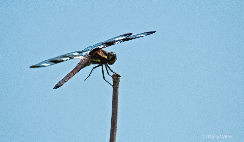 Twelve Spotted Skimmer