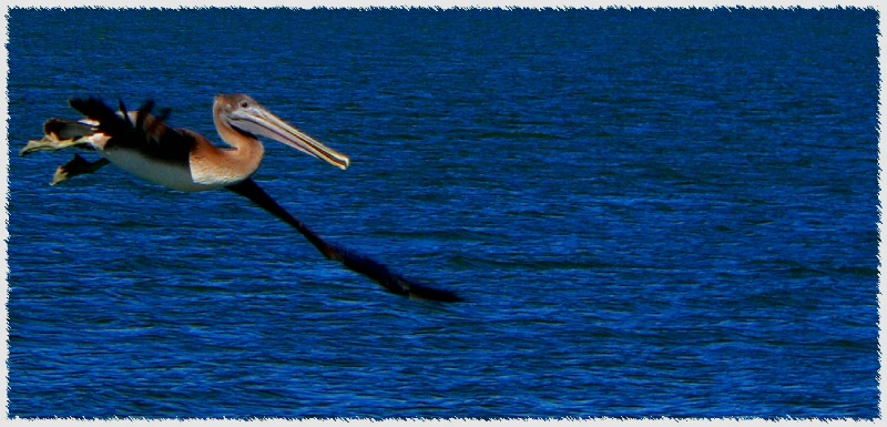 Pelican Approaching - Landing Gear Down