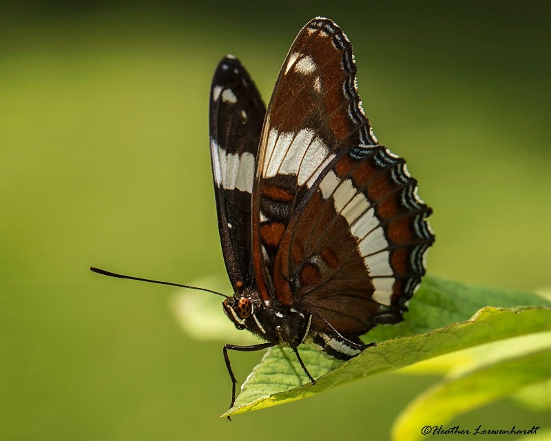 White Admiral Butterfly