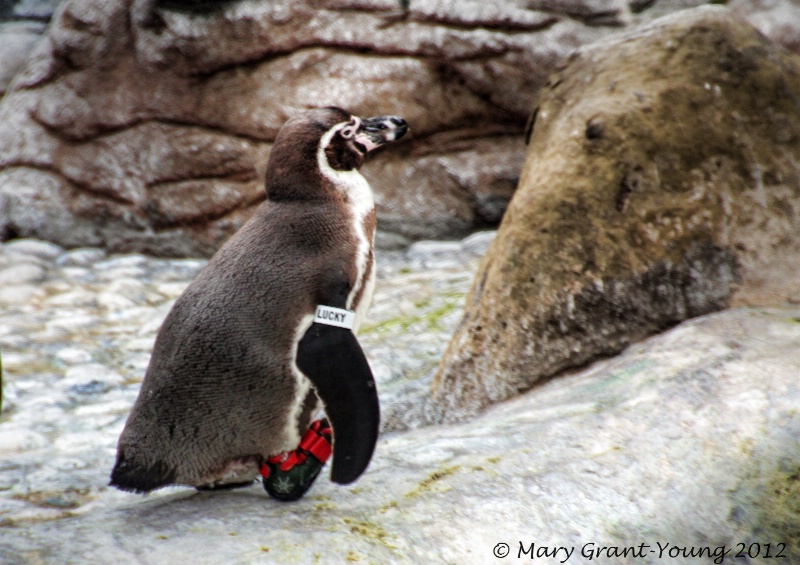 Penguin with a boot