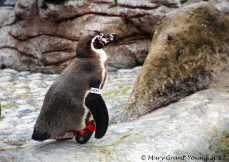 Penguin with a boot