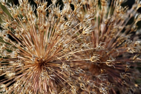 Floral Fireworks