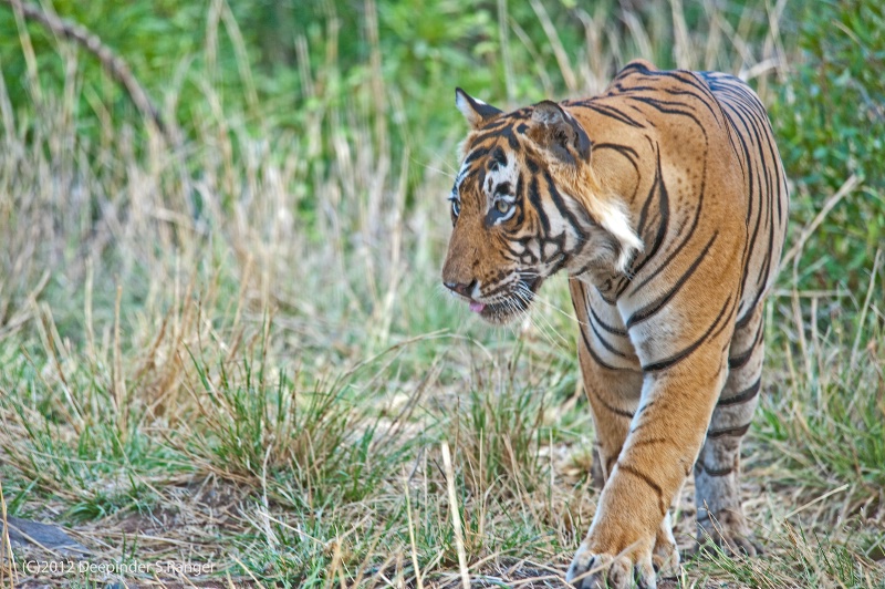 Beautiful tigress 'Laila'-Ranthambore NP