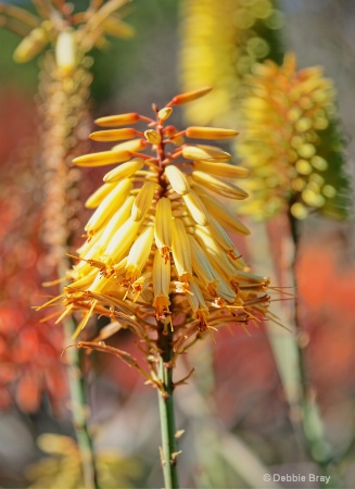 Agave flowers